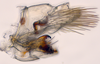 Pygofer, lateral view: (Observation).