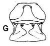 Jimenezia elegans Bolívar, 1881: male sternum. (Otu).