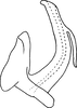 Aedeagus, lateral view on Arboridia (Arborifera) mira Song, Li & Dietrich, 2016: Aedeagus, lateral view. (Observation).