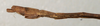 CollectionObject 1561916; NMW 1102'''', a3b2b276-b481-45a5-a2a7-6542f0818115: copyright NMW, Vienna. male: end of abdomen, lateral view (syntype). (CollectionObject).