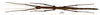 CollectionObject 1567325; 23fe7115-76fd-451c-a29c-0725c27dee48: copyright MNHN, Paris. female (holotype). (CollectionObject).