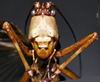 CollectionObject 1503247; MBBJ 3224751, c3aa1323-a174-4135-8c11-454279d86ca9: female frons. (CollectionObject).