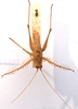 CollectionObject 2060421; fe13f67a-8352-455b-b817-eb8831546b68, CNMS 4265: male, dorsal view (paratype). (CollectionObject).