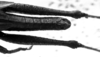 CollectionObject 1506192; 800f0ec6-ab4e-4623-861a-4e9c69c5874d: Image Carbonell, C.S. male abdomen end, dorsal view (holotype). (CollectionObject).