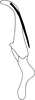 Aedeagus, lateral view on Andanus raunoi (Zanol, 1993): Aedeagus, ventral view. (Observation).