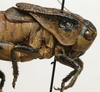 CollectionObject 1535950; afed8fef-3e07-4bca-b9c6-b7c7c4591a2c: male pronotum, lateral view. (CollectionObject).