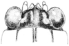 Neotettix femoratus (Scudder, 1869): Fig. 97. female, head, dorsal view (ecotype bolteri). (Otu).