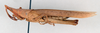CollectionObject 1506818; f954d220-1f09-409c-b19f-d1828da4aae5: female, lateral view (lectotype of Atractomorpha infumata). (CollectionObject).
