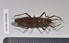 CollectionObject 1558289; NHMUK(SF IMPORT DUPLICATE) BMNH(E)845354, e1c4632b-fddb-4395-82e7-489e6398b8c9: copyright Natural History Museum, London. female, dorsal view (holotype). (CollectionObject).