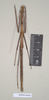 CollectionObject 1557251; c8103a57-5463-4533-a7a5-53285f3c857f, NHMUK(SF IMPORT DUPLICATE) 844584: copyright Natural History Museum, London. Lonchodes nigropunctatus female (holotype). (CollectionObject).