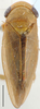 Habitus, lateral view on Brasilanus Linnavuori, 1959: B.(Mascoitanus) lateralis, dorsally (AMNH). (Observation).