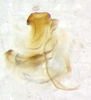 CollectionObject 1523616; cc0ef9bb-1f9c-4083-a25f-db8784b81fe0: male genitalia, lateral view (holotype). (CollectionObject).