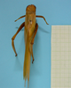 CollectionObject 1542940; e8779198-6439-442f-8ec5-10390451629e: female, body dorsal view (syntype of Peucestes lutescens). (CollectionObject).