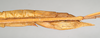 CollectionObject 1561152; NHMUK(SF IMPORT DUPLICATE) 845016, 7716f7f0-1238-415d-af8e-18140b060071: copyright Natural History Museum, London. female: end of abdomen, lateral view (holotype). (CollectionObject).