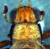 CollectionObject 1580115; 7eab2c46-da06-47a2-9152-d712abe3c5fb: male, head and pronotum, dorsal view (paratype). (CollectionObject).