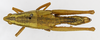 CollectionObject 1568954; 26451cf8-5dc6-4c19-93f3-f4e85adbbade: female, dorsal view (allotype of Cawendia kibara). (CollectionObject).