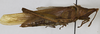 CollectionObject 1568949; 058003ba-a71b-4373-8b2b-34c5ff63f814: female, lateral view (allotype). (CollectionObject).