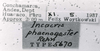 CollectionObject 1525612; 1570a0da-b1d8-481c-ae87-491e7bd21cba: labels (holotype). (CollectionObject).