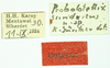CollectionObject 1585890; de91a95c-4619-4162-8b40-ffcfbfd7a339: labels (syntype). (CollectionObject).
