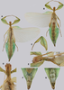 CollectionObject 1591381; 12fb0610-d2eb-4751-8e3a-066dc1fb95a4: copyright RBINS, Brussels. male (paratype). (CollectionObject).