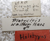 CollectionObject 1505833; 9ec19a7f-f1ce-403a-8155-30af49875018: labels (holotype). (CollectionObject).