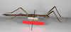 CollectionObject 1558834; ef930432-43ea-4ace-86a9-a96da611f4b6: copyright ZMB, Berlin. male, ventral view (holotype). (CollectionObject).