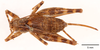CollectionObject 1585734; 784df7b5-f023-4ccc-a66d-0ed5f6b28d5a: female, dorsal view (paratype). (CollectionObject).