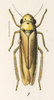 Habitus, dorsal view on Caldwelliola lutea (Signoret, 1856): (Observation).