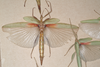 CollectionObject 1562294; 8e0c4761-6a15-42d6-85a9-9595c8d4c662: copyright MVMA, Melbourne. female (probable syntype). (CollectionObject).