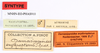 CollectionObject 1558257; 47e572b2-bf95-48f0-8550-063f4b2b18b2: copyright MNHN, Paris. male, data labels of Damasippoides erythropterus (syntype). (CollectionObject).