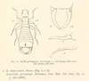 Esphalmenus peringueyi (de Bormans, 1900): (Otu).