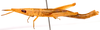 CollectionObject 2704312; CNMS 15, f08e2bf3-687c-4fb0-8716-7212dd5d71c8, CNMS 15: female, lateral view (paratype). (CollectionObject).