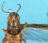 CollectionObject 1580241; b14ade31-359f-4638-93dd-b10ad014df79: female, frontal view (paralectotype). (CollectionObject).