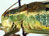 CollectionObject 1500642; 7e59d88b-8259-46e5-840b-6ba51e5ef580, DORSA BTisonerHTM: male head and pronotum, lateral view (holotype). (CollectionObject).