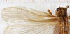 CollectionObject 1531189; 9dc3a644-bff8-4e2c-8ce5-2abb23df0406: male, left tegmen (holotype). (CollectionObject).