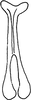 Connective on Cicadulina (Cicadulina) bipunctata (Melichar, 1904): Connective. (Observation).