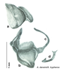 CollectionObject 1567091; 07ec3503-e40b-466d-a752-de4c7bcdc48c: Original drawing by Heidi Hopkins © Heidi Hopkins. Holotype, adult male, genitalia, ventral view. (CollectionObject).