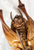 CollectionObject 1531304; 2ddf6dcd-6a1c-47b1-858d-3140fa7c5a1c: male, ventral view (syntype). (CollectionObject).