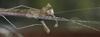 Scionecra queenslandica (Sjöstedt, 1918): copyright J. Sztraka. female (close-up), north Queensland: Davies Creek, 14.xii.2007. (Otu).