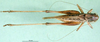 CollectionObject 1564692; eb3ee12a-3bb2-4c0a-99ca-da5af6b35dc9: male, dorsal view (syntype). (CollectionObject).