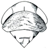 Head: !! display not done !! on Menosoma stonei Ball, 1931: Menosoma stonei, head, pronotum, and mesonotum, dorsally. (Observation).