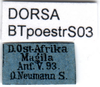 CollectionObject 1501734; 4e597769-1ca5-4ca2-ac0b-4277a921ef1d, DORSA BTpoestrS03: labels. (CollectionObject).