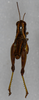 CollectionObject 1520239; 883b8bb0-e86e-4da2-854e-3bc4b5d7217c: male, dorsal view (holotype). (CollectionObject).