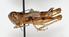 CollectionObject 1528783; 09869aa4-1c54-4719-92b8-fd66145fbacf: male, dorsal view (holotype). (CollectionObject).