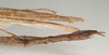 CollectionObject 1560982; 8ee653ed-c750-4f3a-8b51-da8dc449531f: copyright St. Petersburg. female: end of abdomen: lateral view (syntype). (CollectionObject).