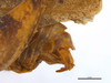 CollectionObject 2211897; 2807571c-9752-4305-8e6d-ef06258c1175: Male postabdomen, lateral view. (CollectionObject).
