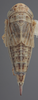 Habitus, dorsal view on Athysanella (Gladionura) curtipennis (Gillette & Baker, 1895): Dorsal. (Observation).