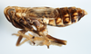 Habitus, lateral view: !! display not done !! on Peregrinus maidis (Ashmead, 1890): (Observation).