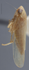 Habitus, lateral view: !! display not done !! on Doleranus vividus (Crumb, 1915): Lateral. Female. (Observation).