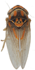 Habitus, dorsal view on Brazosa picturella (Baker, 1923): (Observation).